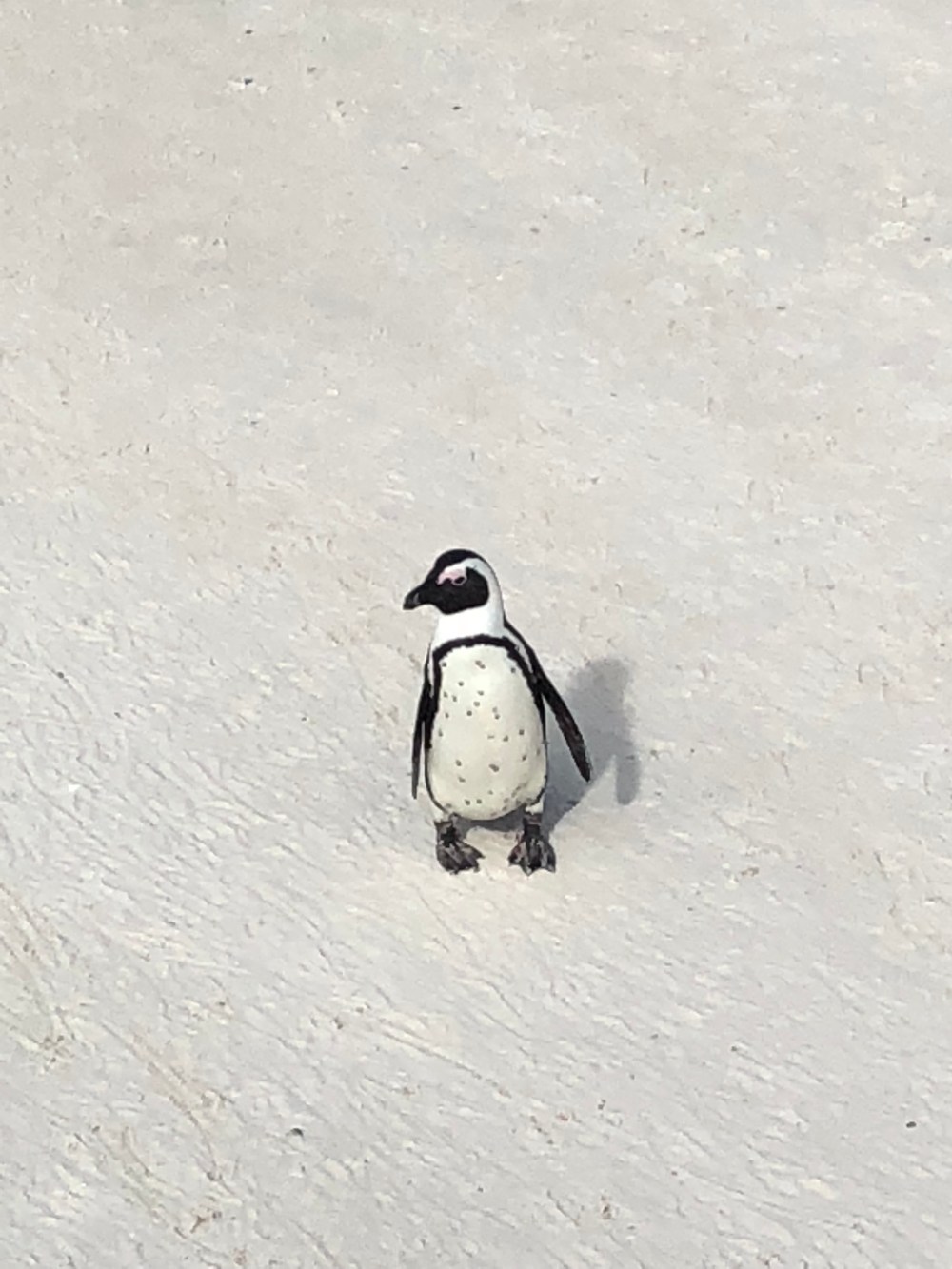 QCf3c9bQS22qpoFw9m7zsw